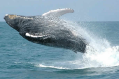 Baleia-Jubarte-observada-em-Itacare