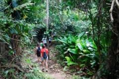 Trilhas-em-Mata-Atlantica-preservada