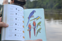 Atividade-embarca-para-observacao-de-passaros-tipicos-da-regiao