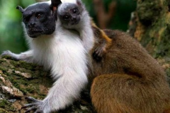 Observacao-de-fauna-nativa-Sauim