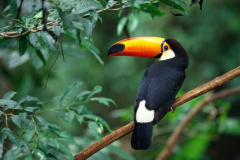 Observacao-de-fauna-nativa-Tucano