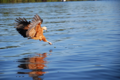 Fauna-de-rios-do-Pantanal-Gavioes