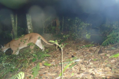 Observacao-de-fauna-noturna-oncas