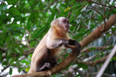 Observacao-diurna-de-fauna-Pantanal