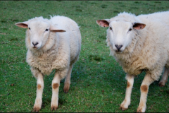 Atividade-rural-ovinocultura