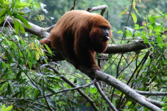 Bugios-fauna-das-areas-baixas-de-florestas-junto-ao-Parque-Nacional