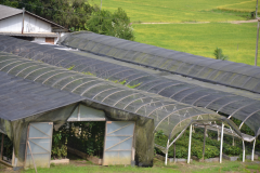 Producao-de-mudas-na-vinicola-artesanal